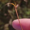 Eleocharis multicaulis (Sm.) Desv.Eleocharis multicaulis (Sm.) Desv.