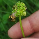 Sanguisorba minor Scop. subsp. balearica (Bourg. ex Nyman) Muñoz Garm. & C. NavarroSanguisorba minor Scop. subsp. balearica (Bourg. ex Nyman) Muñoz Garm. & C. Navarro