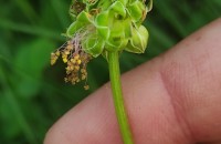 Sanguisorba minor Scop. subsp. balearica (Bourg. ex Nyman) Muñoz Garm. & C. NavarroSanguisorba minor Scop. subsp. balearica (Bourg. ex Nyman) Muñoz Garm. & C. Navarro