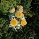 Helichrysum foetidum (L.) Cass.Helichrysum foetidum (L.) Cass.
