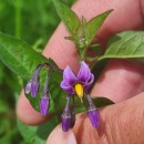 Solanum dulcamara L.Solanum dulcamara L.