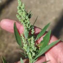 Chenopodium album L.Chenopodium album L.