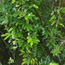 Prunus laurocerasus L.Prunus laurocerasus L.