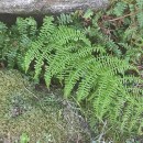 Athyrium filix-femina (L.) RothAthyrium filix-femina (L.) Roth