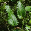 Stachys officinalis (L.) Trevis.Stachys officinalis (L.) Trevis.