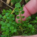 Cardamine hirsuta L.Cardamine hirsuta L.