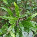 Asplenium scolopendrium L.Asplenium scolopendrium L.