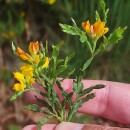 Genista tridentata L. subsp. tridentata .Genista tridentata L. subsp. tridentata .