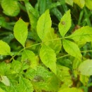 Fraxinus angustifolia VahlFraxinus angustifolia Vahl