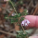 Erica australis L.Erica australis L.