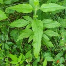 Epilobium parviflorum Schreb.Epilobium parviflorum Schreb.