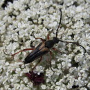 Paracorymbia stragulata (Germar, 1824)Paracorymbia stragulata (Germar, 1824)