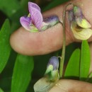 Lathyrus linifolius (Reichard) BässlerLathyrus linifolius (Reichard) Bässler