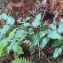 Pyrus cordata Desv.Pyrus cordata Desv.