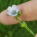 Linum bienne Mill.Linum bienne Mill.