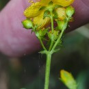 Hypericum undulatum Schousb. ex Willd.Hypericum undulatum Schousb. ex Willd.