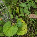 Viola palustris L.Viola palustris L.