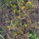Ulex europaeus L. subsp. latebracteatus (Mariz) Rothm.Ulex europaeus L. subsp. latebracteatus (Mariz) Rothm.