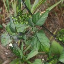 Solanum nigrum L.Solanum nigrum L.