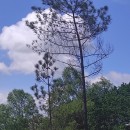 Pinus pinaster AitonPinus pinaster Aiton