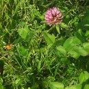 Trifolium pratense L.Trifolium pratense L.