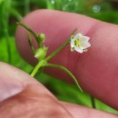 Spergula arvensis L.Spergula arvensis L.