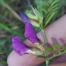 Vicia sativa L. subsp. nigra Ehrh.Vicia sativa L. subsp. nigra Ehrh.