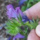 Echium plantagineum L.Echium plantagineum L.