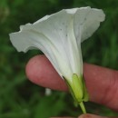 Calystegia sepium (L.) R. Br.Calystegia sepium (L.) R. Br.