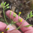 Senecio sylvaticus L.Senecio sylvaticus L.