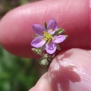 Spergularia rubra (L.) J. & C. PreslSpergularia rubra (L.) J. & C. Presl