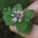 Mentha aquatica L.Mentha aquatica L.