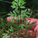 Silphiodaucus prutenicus (L.) Spalik, Wojew., Banasiak, Piwczyñski & Reduron subsp. dufourianus (Rouy & E.G.Camus) ReduronSilphiodaucus prutenicus (L.) Spalik, Wojew., Banasiak, Piwczyñski & Reduron subsp. dufourianus (Rouy & E.G.Camus) Reduron