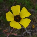 Tuberaria globulariifolia (Lam.) Willk.Tuberaria globulariifolia (Lam.) Willk.