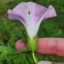 Calystegia silvatica (Kit.) Griseb.Calystegia silvatica (Kit.) Griseb.