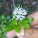 Mentha aquatica L.Mentha aquatica L.