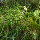 Helichrysum luteoalbum (L.) Rchb.Helichrysum luteoalbum (L.) Rchb.