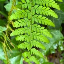 Polystichum setiferum (Forssk.) Woyn.Polystichum setiferum (Forssk.) Woyn.