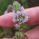 Mentha suaveolens Ehrh.Mentha suaveolens Ehrh.
