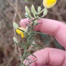 Ulex europaeus L. subsp. europaeusUlex europaeus L. subsp. europaeus