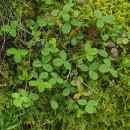 Potentilla montana Brot.Potentilla montana Brot.