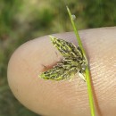 Isolepis setacea (L.) R.Br.Isolepis setacea (L.) R.Br.