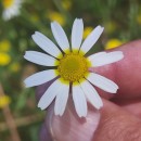 Cladanthus mixtus (L.) Chevall.Cladanthus mixtus (L.) Chevall.