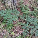 Angelica pachycarpa LangeAngelica pachycarpa Lange