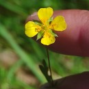 Potentilla erecta (L.) Raeusch.Potentilla erecta (L.) Raeusch.