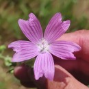 Malva tournefortiana L.Malva tournefortiana L.
