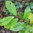 Castanea sativa Mill.Castanea sativa Mill.
