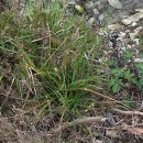 Carex binervis Sm.Carex binervis Sm.