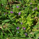 Lysimachia foemina (Mill.) U.Manns & Anderb.Lysimachia foemina (Mill.) U.Manns & Anderb.