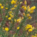 Ulex europaeus L. subsp. latebracteatus (Mariz) Rothm.Ulex europaeus L. subsp. latebracteatus (Mariz) Rothm.